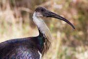 Straw-necked Ibis (Threskiornis spinicollis)